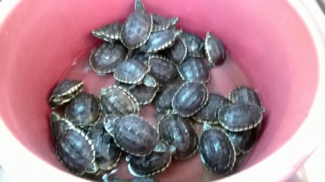 kilpikonnat ämpärissä kauppahallissa