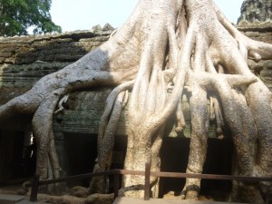 Ta Prohm -temppeli