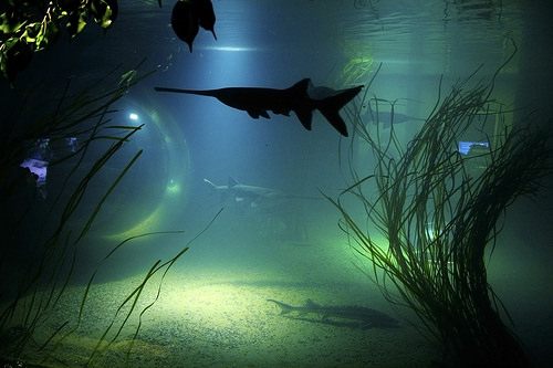 16502437032_8e1255fb3b