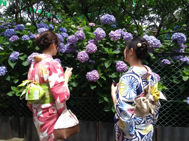 There are many flower and shrine festivals in Japan. These Japanese girls are taking photos of rainy season flower Hydrangea in Hydrangea Festival on Hakusan Shrine on June.  