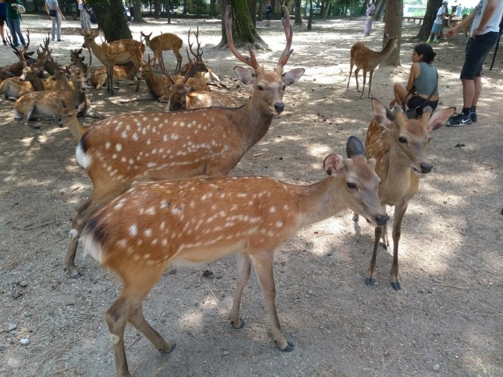 IMG_20180803_121638182