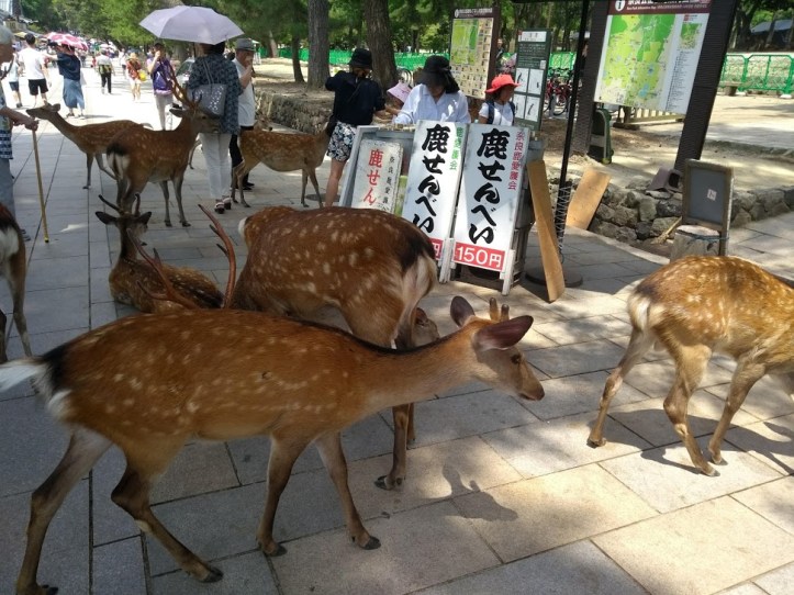 IMG_20180803_125234240