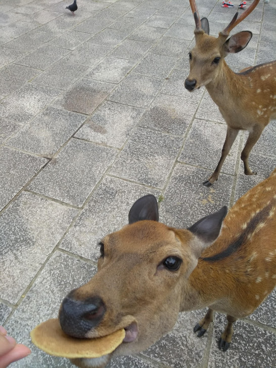 IMG_20180803_130722352_BURST001