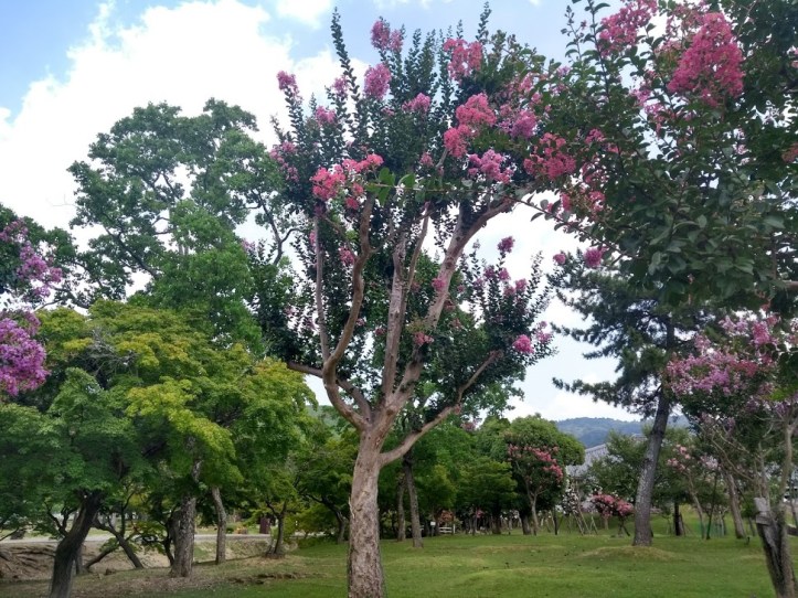 IMG_20180803_131153274_HDR