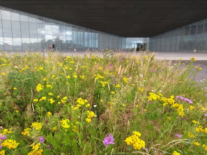 IMG_20190804_124819251